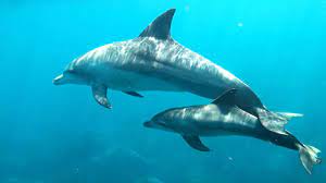 Oct 02, 2013 · dolphin reproduction starts when a couple of dolphins mate. Dolphin Reproduction And Parenting Dolphin Way