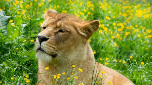 Lion, Animal, Mane, Wildlife