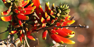 Image result for Erythrococca polyandra