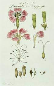 Museumwales Flower Structure Dianthus Flowers Drawing Illustration