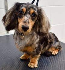 Check spelling or type a new query. Long Haired Dachshund Grooming Cuts Novocom Top