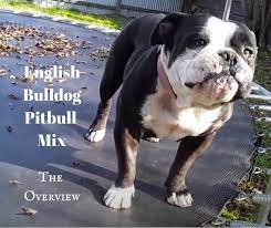 The stats are certainly against the pitbull when it comes to bite statistics, although many breed enthusiasts would argue that these stats represent many different breeds that get classified as pitbulls but they are not. Pitbull Vs Bulldog The Powerful Breed Comparison Go Pup