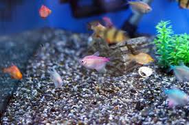 The Importance Of Using Malachite Green In Aquariums