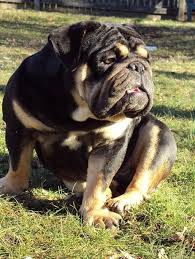Black And Tan Bulldog Hunde