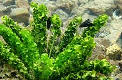 Image result for Ottelia kunenensis