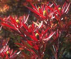 This painting is still available, send me a message if you're interested. Leucadendron Safari Sunset At San Marcos Growers