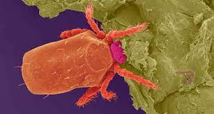 It absorbs quickly, leaves no residue, and has a mild peppermint scent. Chigger Bites May Trigger An Allergy To Red Meat Science News For Students
