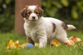 Das kooikerhondje ist manchmal als der holländische lockhund bekannt. Kooikerhondje Charakter Haltung Pflege Rassebeschreibung Zooplus