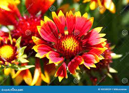 花天人菊属植物Aristata加洛黑暗的双色的花库存图片. 图片包括有详细资料, 绽放, 庭院, 装饰- 103189229