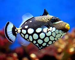 Pin On Sea Creatures