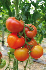 Maraichers A Villenave D Ornon 33140 Legumes En Vente Directe Producteur