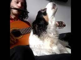 Dog Howls Along To Man Playing The Harmonica And Guitar Youtube