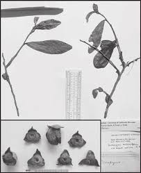 Image result for Diospyros consolatae-rotundifolia intermediates