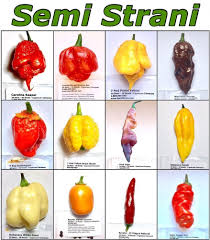 Image Result For Carolina Reaper Seeds Pods Stuffed Peppers Hot Sauce Recipes Stuffed Hot Peppers