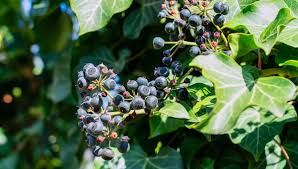 Image result for z p%u0159ednice jedovat 