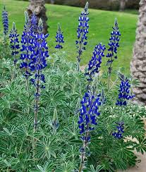 Image result for Lupinus mexicanus