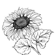 Sunflowers Sunflower Cizim Egitimleri Illustration Nakis Desenleri