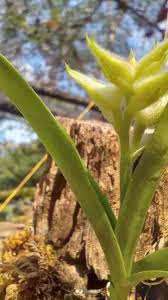 Image result for Polystachya villosa