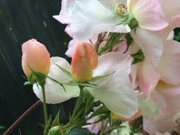 Finest rose growers i have ever had the pleasure doing business with. Sally Holmes