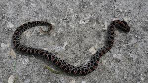This video is of me unboxing my new pet rattlesnakes. What S Eating You Dusky Pigmy Rattlesnake Envenomation And Management Mdedge Dermatology