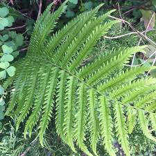 Image result for Cyclosorus interruptus