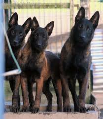 Belgium Malinois Black Belgian Malinois Puppy Belgian Malinois Belgian Malinois Dog Malinois Dog Dogs