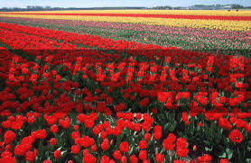 Die wilde tulpe strahlt im garten mit hübschen gelben blüten. Blickwinkel Gartentulpe Garten Tulpe Tulpe Tulipa Gesneriana Tulpenfeld Niederlande Lisse Common Garden Tulip Tulipa Gesneriana Tulip Field Netherlands Lisse A Maywald