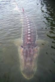 A Giant Sturgeon X Post From R Pics Thedepthsbelow Lake Sturgeon Sturgeon Fish Weird Animals