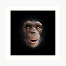 Cheeky Chimp Art Print