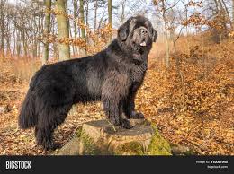 Newfoundlands don't do well when left alone for long periods. Newfoundland Dog Breed Image Photo Free Trial Bigstock
