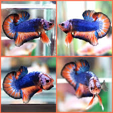 Pin On Betta Beauty
