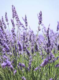 7 Herbs That Will Make Your House Smell Great Just Might Be Magic Plants Lavender Flowers Flower Meanings