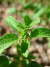 Image result for Acalypha nyasica