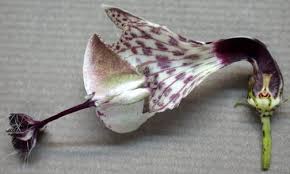 Image result for Ceropegia haygarthii