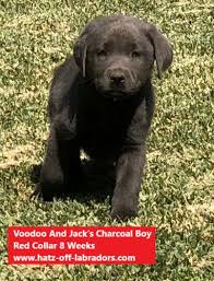 Let us know what you are looking for and we will find the right puppy for you! Pennysaver Akc Silver And Charcoal Lab Puppies In Riverside California Usa