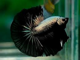 More than 3 black dragon betta at pleasant prices up to 19 usd fast and free worldwide shipping! Black Dragon Halfmoon Betta Betta Solutions