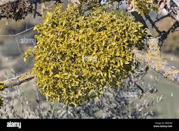 Image result for Viscaceae