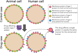 And the differences between animal cells and plant. Computational Translation Of Drug Effects From Animal Experiments To Human Ventricular Myocytes Scientific Reports