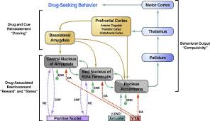 Image result for Addiction Pathophysiology