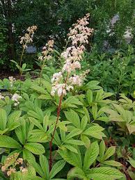 Download iate, european union, 2017. Stauden Stade Versand Shop Rodgersia Sambucifolia Rothaut Holunderblattriges Schaublatt Hier Bestellen