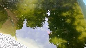 Wahyu Wijanarko Id Cara Menjernihkan Air Kolam Ikan Berwarna Hijau