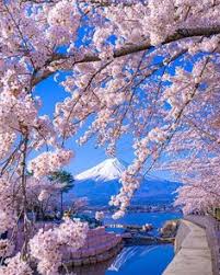 Kumpulan gambar tentang gambar bunga sakura taman, klik gambar terkait dengan gambar bunga sakura taman. 39 Ide Sakura Japan Pemandangan Bunga Sakura Wisata Jepang
