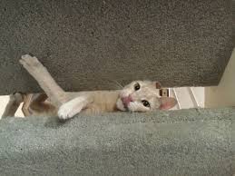 Funny pictures, videos and stories. Caturday Pootie Diary Come Look At Memes With Freddie Work Is Still Terrible Edition