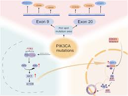 Image result for PIK3CA Inhibitor