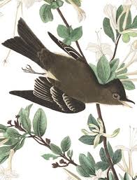 Birds Of Eastern North America Puzzle Wood Pewee In 2020 Birds Of America Audubon Birds John James Audubon
