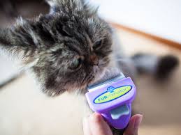 It looks like a bunch of little wires. Best Brushes For Long Haired Cats From Daily Use To De Tangling Mats