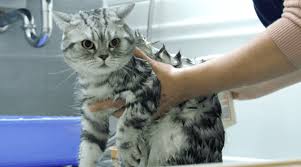 Everything you need to know. How Often Can You Bathe A Cat With Fleas