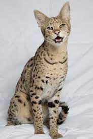 Check out our cat serval selection for the very best in unique or custom, handmade pieces from our shops. 11 Cute A1 Savannah Cat Price Savannah Cat Price Savannah Cat Serval Cats