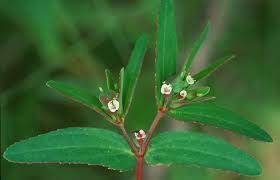 Image result for Euphorbia eranthes