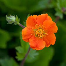 Brighten your garden with pops of orange by discovering which orange flower would bloom best in your garden. Buy Geum Queen Of Orange J Parker Dutch Bulbs